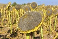 Mature sunflower seeds