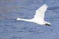 Mature swan in flight over river