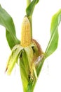 Mature sweet corn