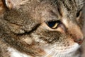 Mature Tabby Cat Royalty Free Stock Photo