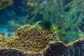 Mature Threespot Damselfish stegastes planifrons hovering over coral Royalty Free Stock Photo