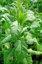 Mature tobacco plant with large green leaves