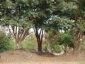 Many Varities of Big Trees at this Tree Farm