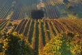 A mature tree in the middle of a vineyard in South Moravia in the Czech Republic Royalty Free Stock Photo