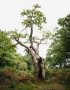 Mature tree stands tall on top of a grassy hill in the green forest