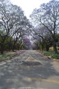 Jacaranda trees .flowering tree. Royalty Free Stock Photo