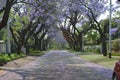 Jacaranda trees .flowering tree. Royalty Free Stock Photo