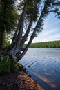 Mature trees growing over the waters of Lake Fanny Hooe