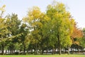 Mature trees in the park and green open space Royalty Free Stock Photo