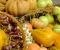 Mature vegetables. Gifts of fall. Pumpkins, cabbage, onions, corn. Background Royalty Free Stock Photo