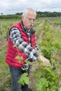 Mature vintner cutting grapes for harvesting
