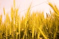 Mature wheat Royalty Free Stock Photo