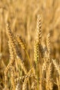 Mature wheat ears on a sunny day Royalty Free Stock Photo
