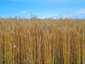 Mature wheat field and blue sky Royalty Free Stock Photo