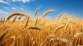 Mature wheat field with golden hues Royalty Free Stock Photo