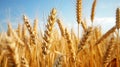 Mature wheat field with a rich golden hue