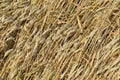 Mature wheat on the field. Spikelets of wheat. Harvest of grain. Royalty Free Stock Photo