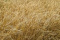 Mature wheat on the field. Spikelets of wheat. Harvest of grain. Royalty Free Stock Photo