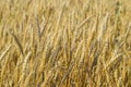 Mature wheat on the field. Spikelets of wheat. Harvest of grain. Royalty Free Stock Photo