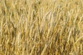 Mature wheat on the field. Spikelets of wheat. Harvest of grain. Royalty Free Stock Photo