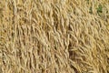 Mature wheat on the field. Spikelets of wheat. Harvest of grain. Royalty Free Stock Photo