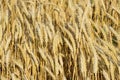 Mature wheat on the field. Spikelets of wheat. Harvest of grain. Royalty Free Stock Photo