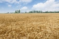 The mature wheat fields in the harvest season Royalty Free Stock Photo