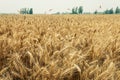 The mature wheat fields in the harvest season Royalty Free Stock Photo