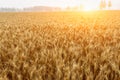 The mature wheat fields in the harvest season Royalty Free Stock Photo