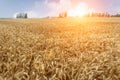 The mature wheat fields in the harvest season Royalty Free Stock Photo