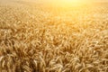 The mature wheat fields in the harvest season Royalty Free Stock Photo