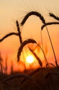 Mature wheat Royalty Free Stock Photo