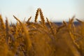 Mature wheat Royalty Free Stock Photo