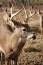 Mature whitetail buck