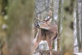 Mature Whitetail Buck Grooming Itself