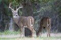 Mature whitetail buck looking back over his shoulder