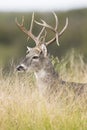 Mature whitetail buck looking back over his shoulder