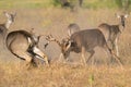 A mature whitetail buck running off a young buck during the rut