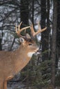 Mature Whitetail Deer Buck Portrait in Winter Snow Royalty Free Stock Photo