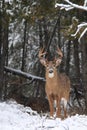 Mature Whitetail Deer Buck Poses in Winter Snow