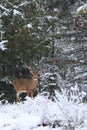 Mature Whitetail Deer Buck Poses in Winter Snow Royalty Free Stock Photo