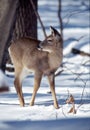 Mature whitetail doe