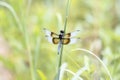 A Mature Widow Skimmer Libellula luctuosa Perched on a Green Stalk in a Wetland