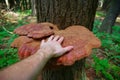 Mature Wild Reishi Mushroom growing on a tree in the Forest Royalty Free Stock Photo