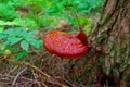 Mature Wild Reishi Mushroom growing on a tree in the Forest Royalty Free Stock Photo