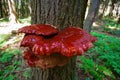 Mature Wild Reishi Mushroom growing on a tree in the Forest Royalty Free Stock Photo