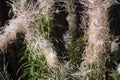 Mature willow-herb fluffy infloresences with pods and leaves