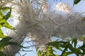 Mature willow-herb fluffy infloresences with pods and leaves closeup