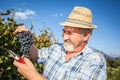 Mature winegrower harvesting black grapes