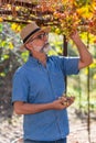 Businessman checking his grapes, farmer checking his products Royalty Free Stock Photo